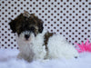 Toy Poodle For Sale Fredericksburg, OH Male- Brady