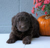 Newfypoo (Standard) For Sale Millersburg, OH Female- Sophie