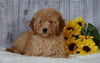 F1B Mini Goldendoodle For Sale Holmesville OH Female- Abby