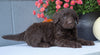 Newfypoo (Standard) For Sale Millersburg, OH Female- Sophie