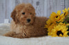 F1B Mini Goldendoodle For Sale Holmesville OH Female- Abby