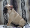 English Bulldog Mix For Sale Millersburg, OH Male- Frank