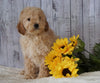 F1B Mini Goldendoodle For Sale Holmesville OH Male- Mike