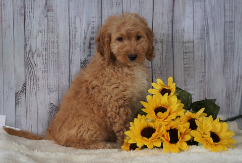 F1B Mini Goldendoodle For Sale Holmesville OH Male- Mickey