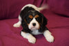 AKC Registered Cavalier King Charles Spaniel For Sale Fredericksburg, OH Female Callie