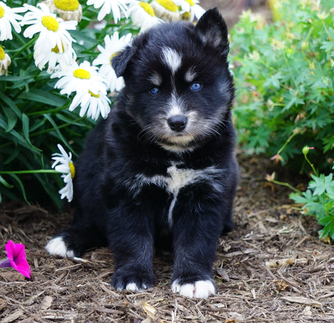 Pomsky For Sale Fredericksburg, OH Male- Boomer