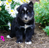 Pomsky For Sale Fredericksburg, OH Male- Boomer