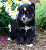 Pomsky For Sale Fredericksburg, OH Male- Boomer