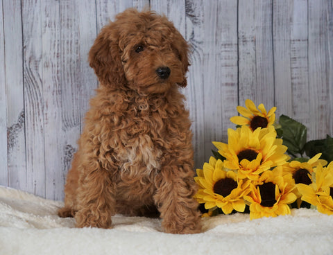 F1B Mini Goldendoodle For Sale Holmesville OH Female- Amber