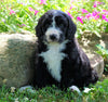 Standard Bernedoodle For Sale Shreve, OH Female- Milly