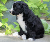 Standard Bernedoodle For Sale Shreve, OH Female- Milly