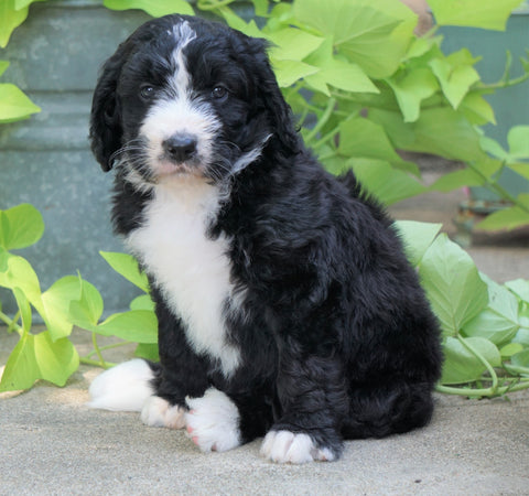 Standard Bernedoodle For Sale Shreve, OH Female- Milly