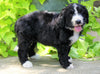 Standard Bernedoodle For Sale Shreve, OH Female- Milly