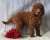 F1B Standard Goldendoodle For Sale Holmesville, OH Female - Coco