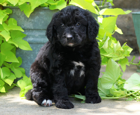 Standard Bernedoodle For Sale Shreve, OH Male- Toby