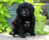 Standard Bernedoodle For Sale Shreve, OH Male- Toby