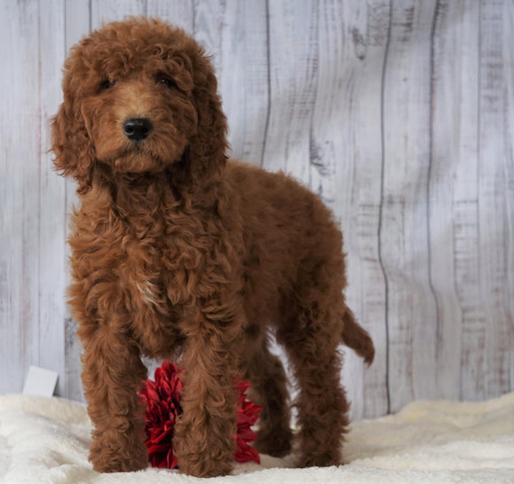 F1B Standard Goldendoodle For Sale Holmesville, OH Female - Coco