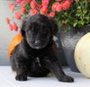 Newfypoo (Standard) For Sale Millersburg, OH Male- Tarzan