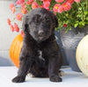 Newfypoo (Standard) For Sale Millersburg, OH Male- Tarzan