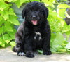 Standard Bernedoodle For Sale Shreve, OH Male- Toby