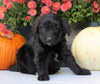 Newfypoo (Standard) For Sale Millersburg, OH Male- Tarzan