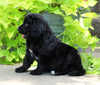 Standard Bernedoodle For Sale Shreve, OH Male- Toby