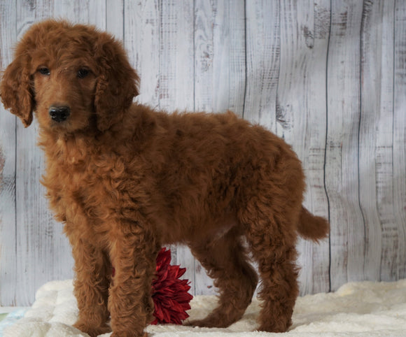 F1B Standard Goldendoodle For Sale Holmesville, OH Male - Shane