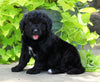 Standard Bernedoodle For Sale Shreve, OH Male- Toby