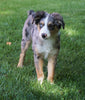 Australian Shepherd Mix Puppy For Sale Millersburg, OH Female- Noel