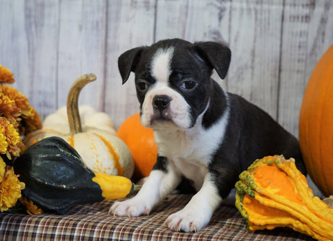 AKC Registered Boston Terrier For Sale Warsaw, OH Female- Clover
