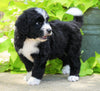 Standard Bernedoodle For Sale Shreve, OH Male- Rex