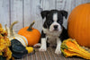 AKC Registered Boston Terrier For Sale Warsaw, OH Female- Clover