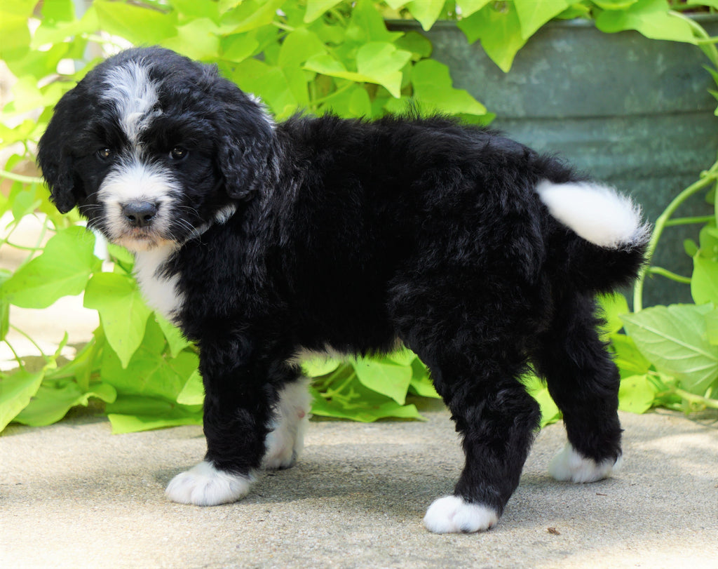 Standard Bernedoodle For Sale Shreve, OH Male- Rex – AC Puppies LLC