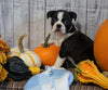 AKC Registered Boston Terrier For Sale Warsaw, OH Female- Clover