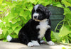 Standard Bernedoodle For Sale Shreve, OH Male- Rex