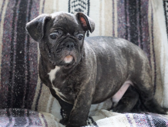 Frenchton Mix Puppy For Sale Millersburg, OH Male- Mike