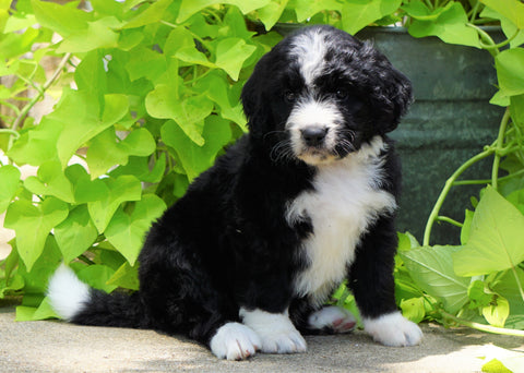 Standard Bernedoodle For Sale Shreve, OH Male- Rex