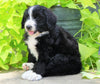 Standard Bernedoodle For Sale Shreve, OH Female- Roxy