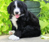 Standard Bernedoodle For Sale Shreve, OH Female- Roxy