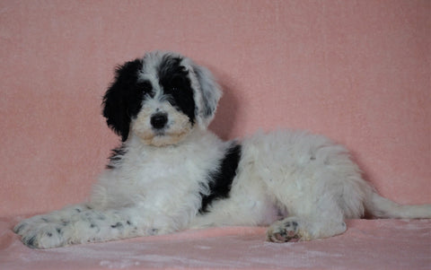 F1B Sheepadoodle For Sale Baltic, OH Male- Nemo -CHECK OUT OUR VIDEO-