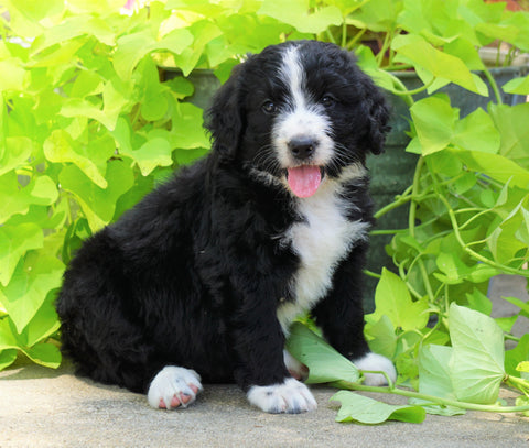 Standard Bernedoodle For Sale Shreve, OH Female- Roxy