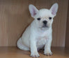 CKC Registered French Bulldog For Sale Millersburg, OH Male- Lucas
