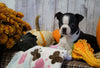 AKC Registered Boston Terrier For Sale Warsaw, OH Female- Autumn