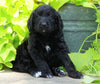 Standard Bernedoodle For Sale Shreve, OH Female- Bella