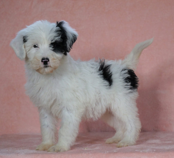F1B Sheepadoodle For Sale Baltic, OH Female- Flora -CHECK OUT OUR VIDEO-