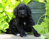 Standard Bernedoodle For Sale Shreve, OH Female- Bella