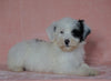 F1B Sheepadoodle For Sale Baltic, OH Female- Flora -CHECK OUT OUR VIDEO-