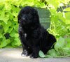 Standard Bernedoodle For Sale Shreve, OH Female- Bella