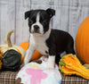 AKC Registered Boston Terrier For Sale Warsaw, OH Female- Chloe