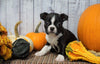 AKC Registered Boston Terrier For Sale Warsaw, OH Female- Ginger